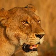 KenyanLongRangeMissile