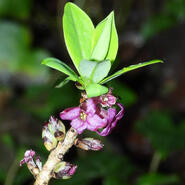 Daphne