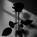 blackrose